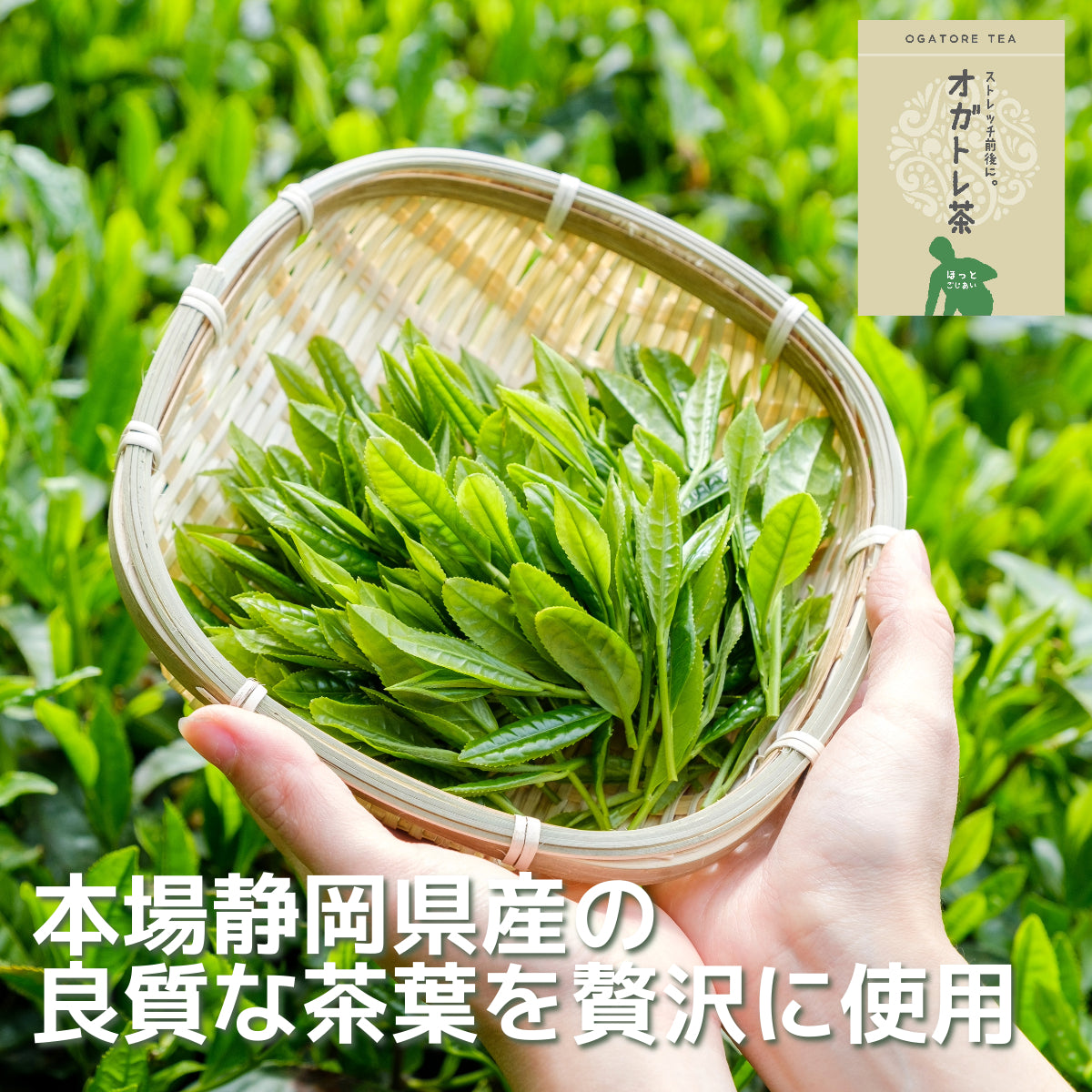 【期間限定販売 8/15まで】オガトレ茶 ティーバッグ 10包×30グラム入 静岡県 絶景の茶畑テラス 茶の間 動画コラボ記念